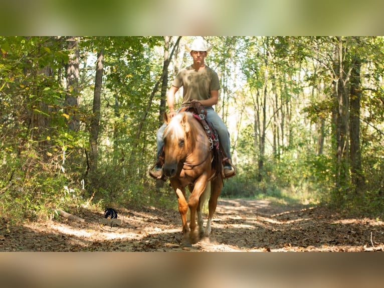 American Quarter Horse Castrone 4 Anni 155 cm Palomino in Fredericksburg