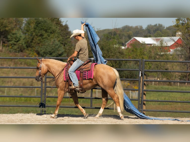 American Quarter Horse Castrone 4 Anni 155 cm Palomino in Fredericksburg