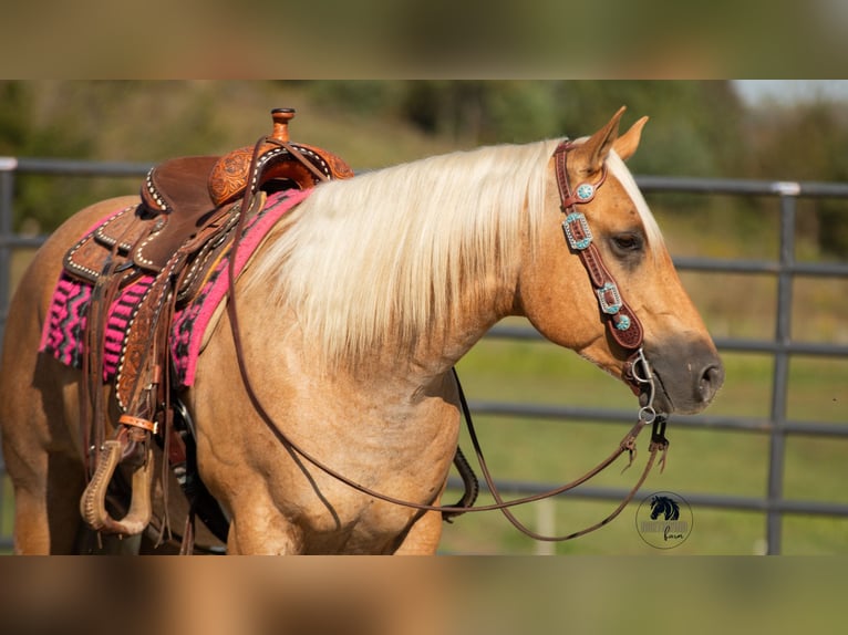 American Quarter Horse Castrone 4 Anni 155 cm Palomino in Fredericksburg