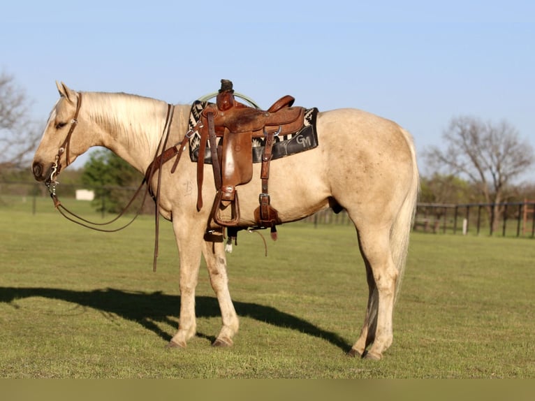 American Quarter Horse Castrone 4 Anni 155 cm Palomino in Pilot Point, TX