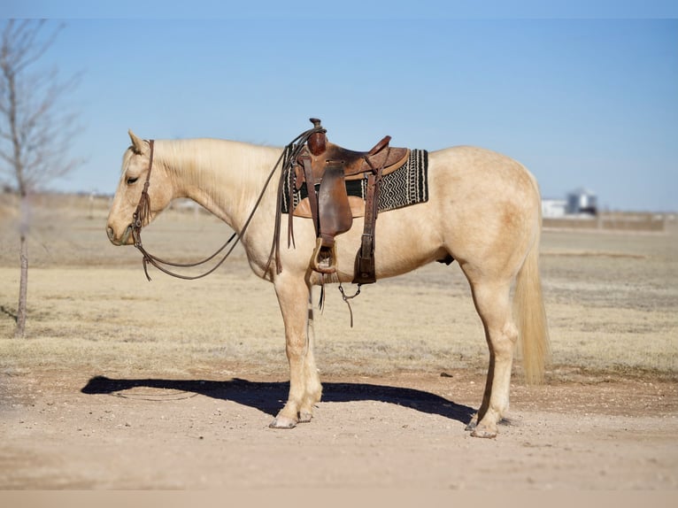 American Quarter Horse Castrone 4 Anni 155 cm Palomino in Amarillo, TX
