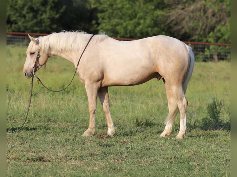American Quarter Horse Castrone 4 Anni 155 cm Palomino in Joshua, TX