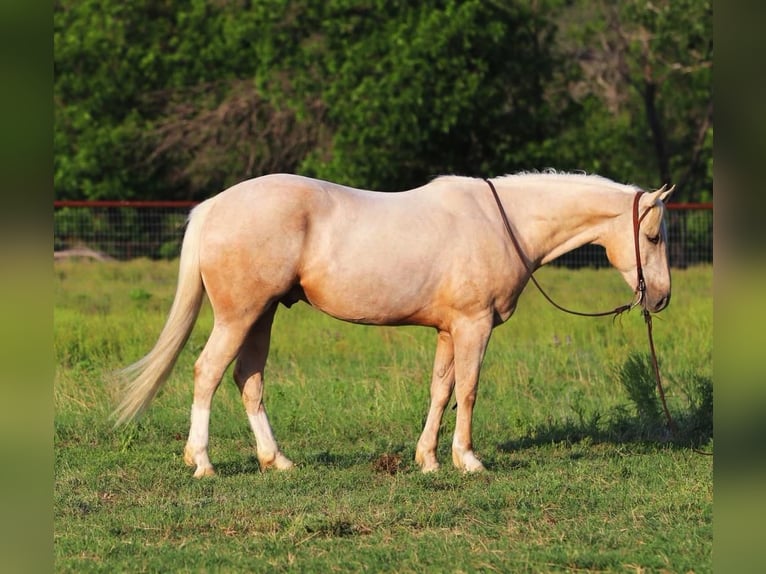American Quarter Horse Castrone 4 Anni 155 cm Palomino in Joshua, TX
