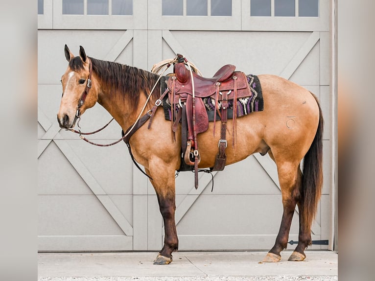 American Quarter Horse Castrone 4 Anni 155 cm Pelle di daino in Sullivan, IL