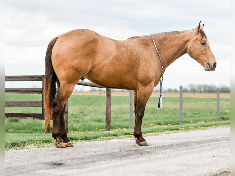 American Quarter Horse Castrone 4 Anni 155 cm Pelle di daino in Sullivan, IL