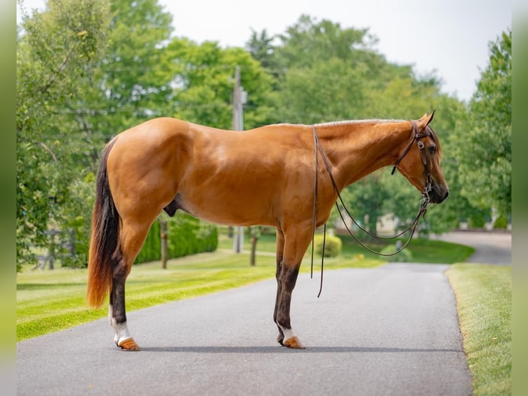 American Quarter Horse Castrone 4 Anni 155 cm Pelle di daino in New Holland, PA