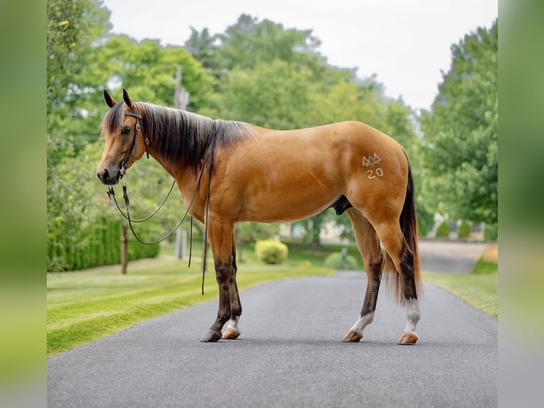 American Quarter Horse Castrone 4 Anni 155 cm Pelle di daino in New Holland, PA