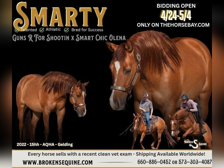 American Quarter Horse Castrone 4 Anni 155 cm Red dun in Bogard, MO