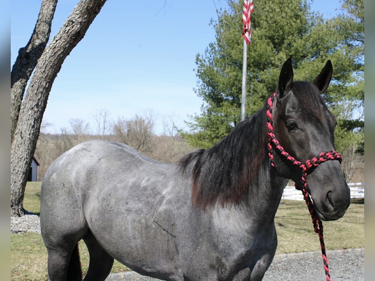 American Quarter Horse Castrone 4 Anni 155 cm Roano blu in Allentown