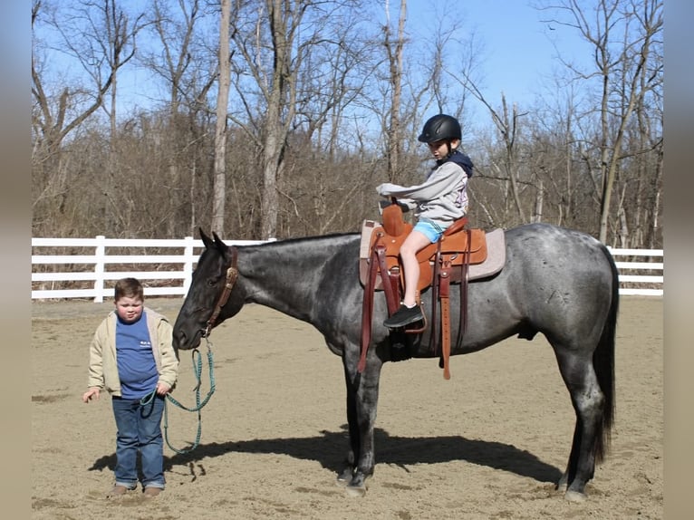 American Quarter Horse Castrone 4 Anni 155 cm Roano blu in Allentown