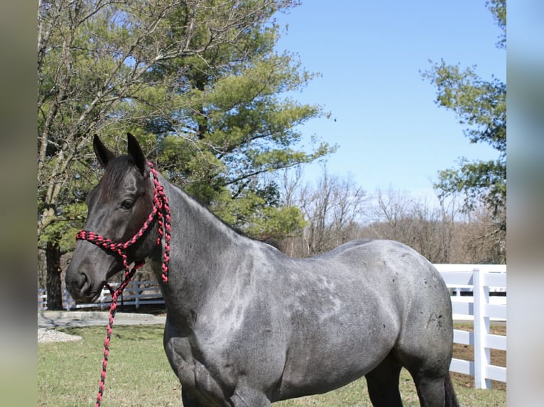 American Quarter Horse Castrone 4 Anni 155 cm Roano blu in Allentown