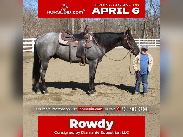 American Quarter Horse Castrone 4 Anni 155 cm Roano blu in Allentown