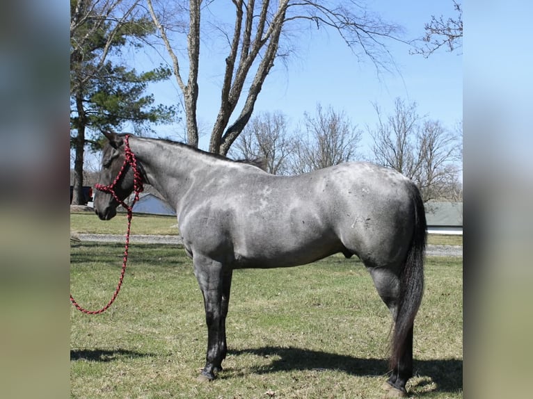 American Quarter Horse Castrone 4 Anni 155 cm Roano blu in Allentown