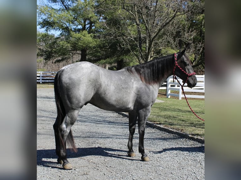 American Quarter Horse Castrone 4 Anni 155 cm Roano blu in Allentown