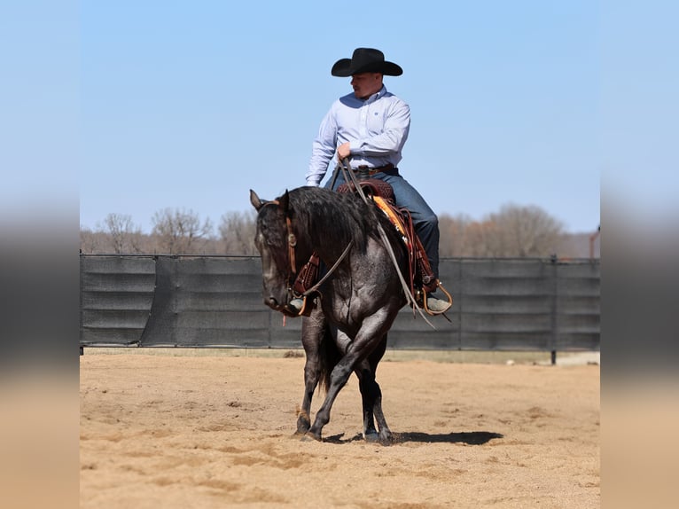 American Quarter Horse Castrone 4 Anni 155 cm Roano blu in Buffalo, MO