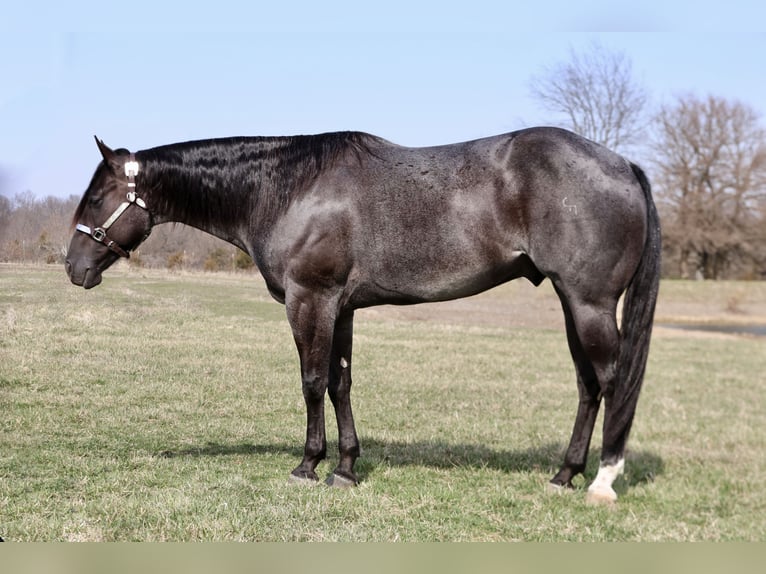 American Quarter Horse Castrone 4 Anni 155 cm Roano blu in Buffalo, MO