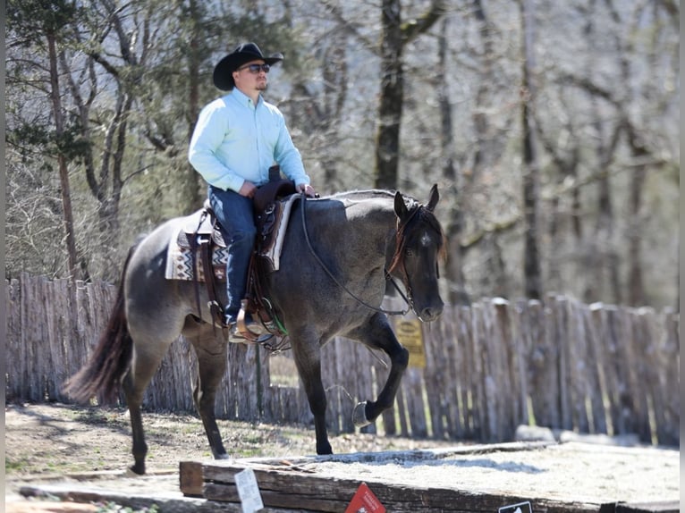 American Quarter Horse Castrone 4 Anni 155 cm Roano blu in Buffalo, MO