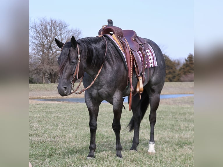 American Quarter Horse Castrone 4 Anni 155 cm Roano blu in Buffalo, MO