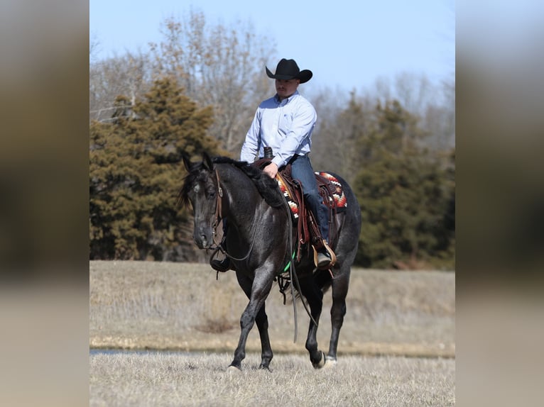 American Quarter Horse Castrone 4 Anni 155 cm Roano blu in Buffalo, MO