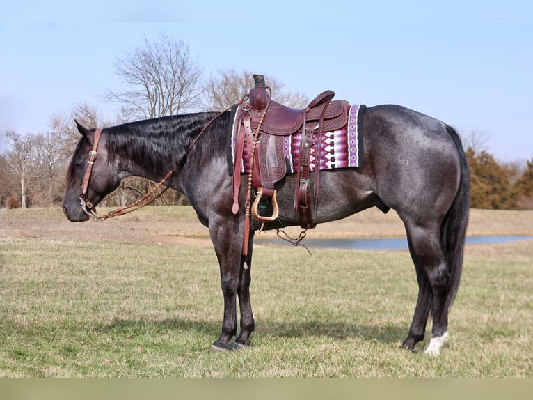 American Quarter Horse Castrone 4 Anni 155 cm Roano blu in Buffalo, MO