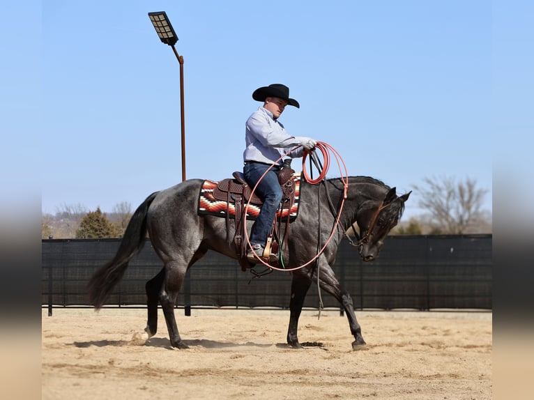 American Quarter Horse Castrone 4 Anni 155 cm Roano blu in Buffalo, MO