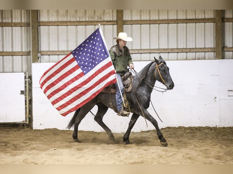 American Quarter Horse Castrone 4 Anni 155 cm Roano blu in Mc Connellsburg