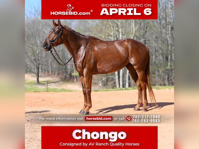 American Quarter Horse Castrone 4 Anni 155 cm Roano rosso in Hull