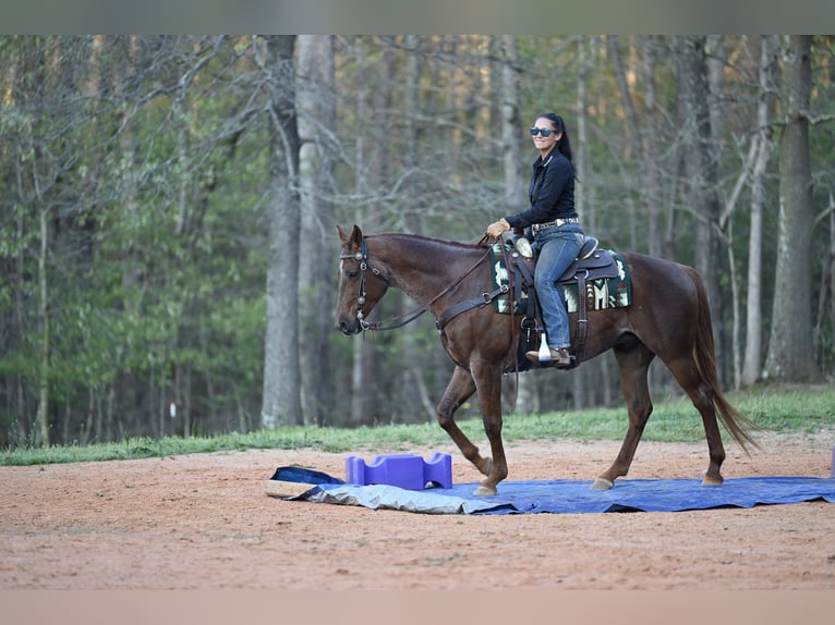 American Quarter Horse Castrone 4 Anni 155 cm Roano rosso in Hull