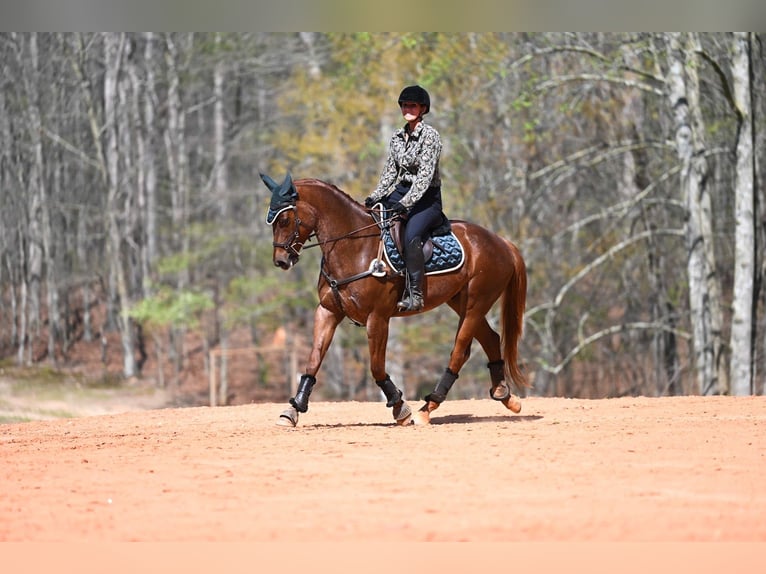 American Quarter Horse Castrone 4 Anni 155 cm Roano rosso in Hull