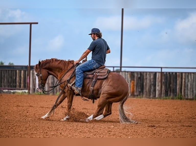 American Quarter Horse Castrone 4 Anni 155 cm Sauro ciliegia in Waco
