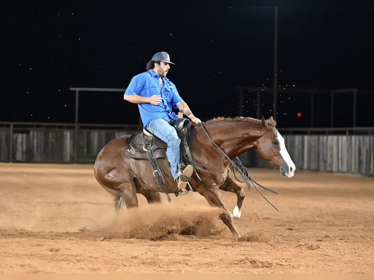American Quarter Horse Castrone 4 Anni 155 cm Sauro ciliegia in Waco