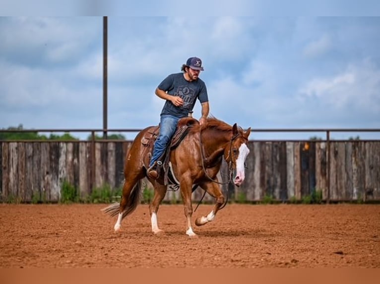 American Quarter Horse Castrone 4 Anni 155 cm Sauro ciliegia in Waco