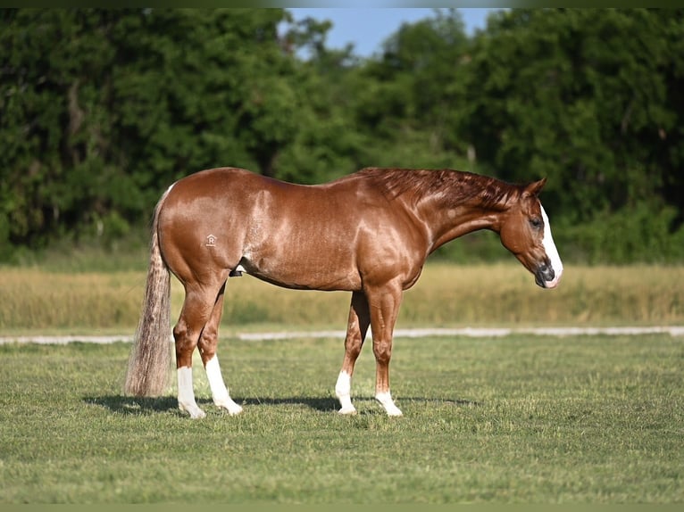 American Quarter Horse Castrone 4 Anni 155 cm Sauro ciliegia in Waco
