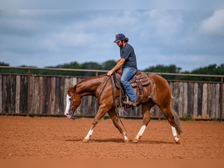American Quarter Horse Castrone 4 Anni 155 cm Sauro ciliegia in Waco