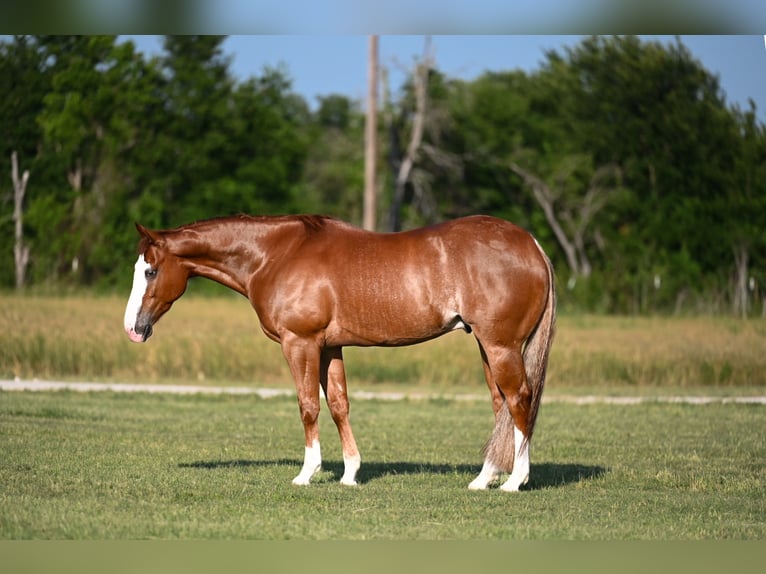 American Quarter Horse Castrone 4 Anni 155 cm Sauro ciliegia in Waco