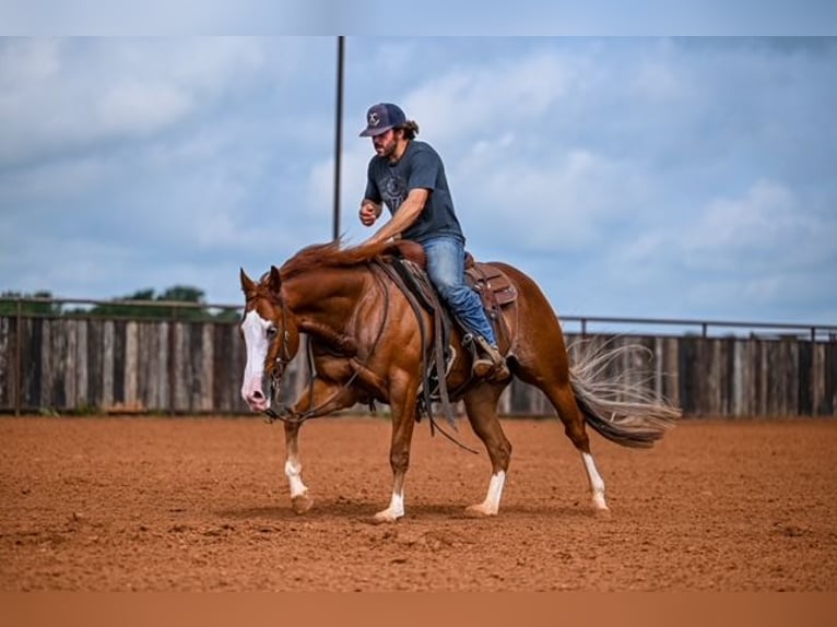 American Quarter Horse Castrone 4 Anni 155 cm Sauro ciliegia in Waco