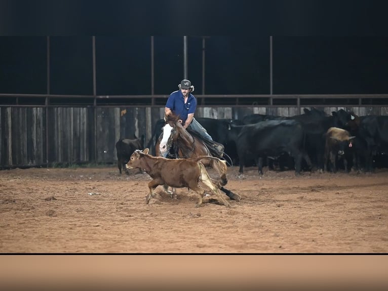 American Quarter Horse Castrone 4 Anni 155 cm Sauro ciliegia in Waco