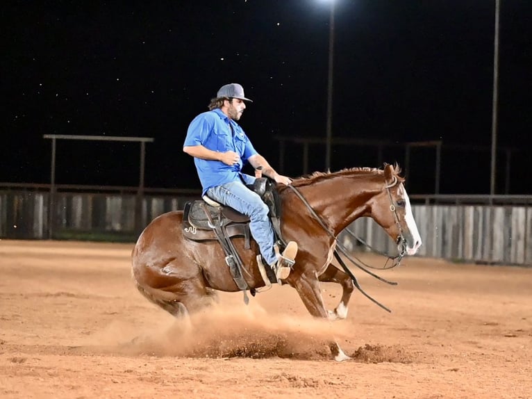 American Quarter Horse Castrone 4 Anni 155 cm Sauro ciliegia in Waco