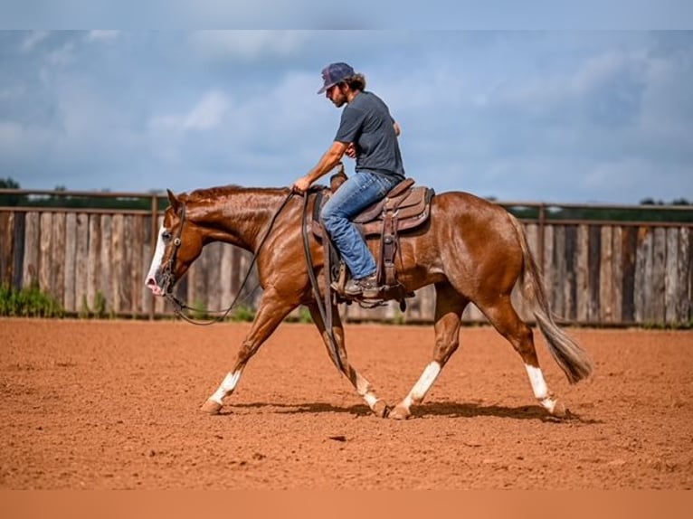 American Quarter Horse Castrone 4 Anni 155 cm Sauro ciliegia in Waco