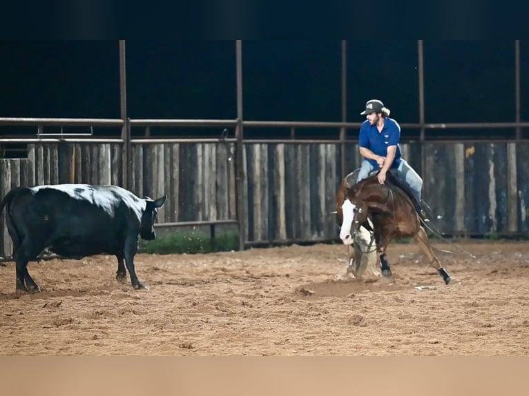 American Quarter Horse Castrone 4 Anni 155 cm Sauro ciliegia in Waco