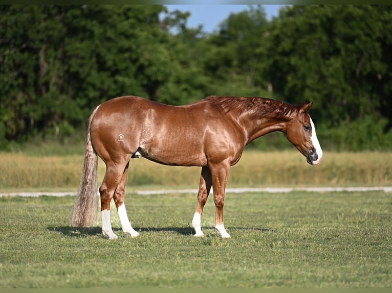 American Quarter Horse Castrone 4 Anni 155 cm Sauro ciliegia in Waco