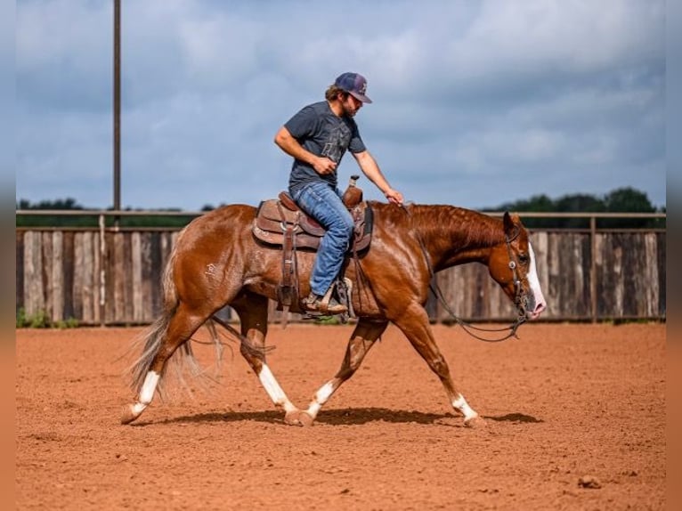 American Quarter Horse Castrone 4 Anni 155 cm Sauro ciliegia in Waco