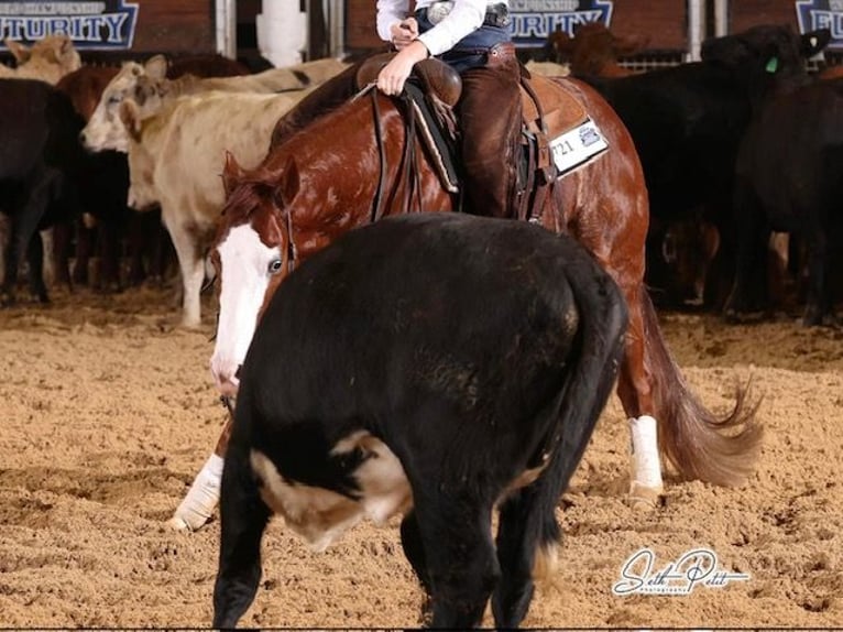 American Quarter Horse Castrone 4 Anni 155 cm Sauro ciliegia in Waco