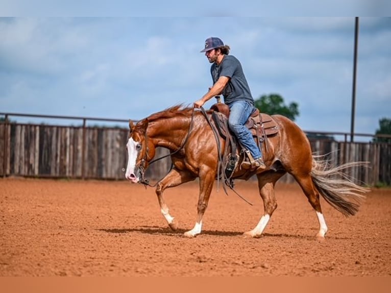 American Quarter Horse Castrone 4 Anni 155 cm Sauro ciliegia in Waco