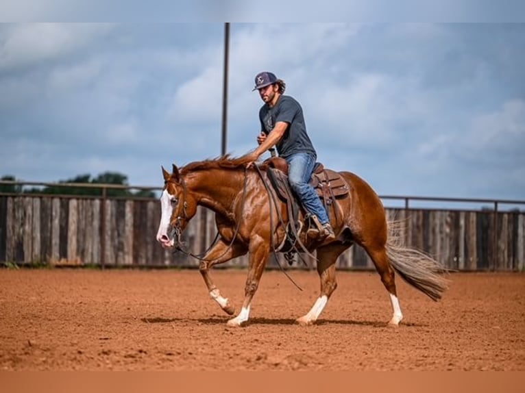 American Quarter Horse Castrone 4 Anni 155 cm Sauro ciliegia in Waco