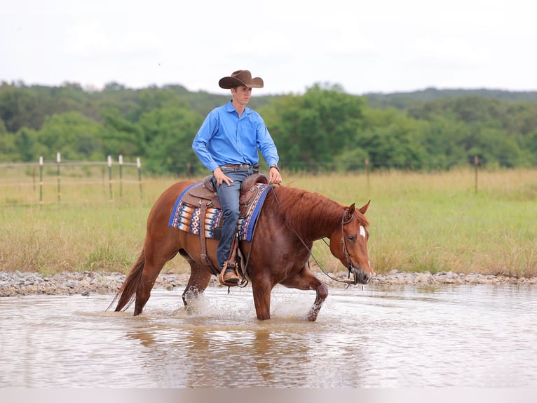 American Quarter Horse Castrone 4 Anni 155 cm Sauro ciliegia in Adair, OK