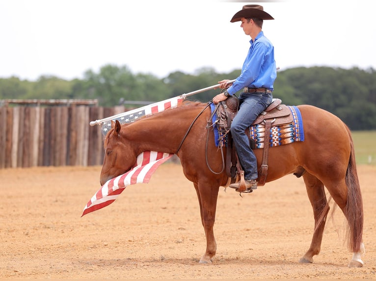 American Quarter Horse Castrone 4 Anni 155 cm Sauro ciliegia in Adair, OK