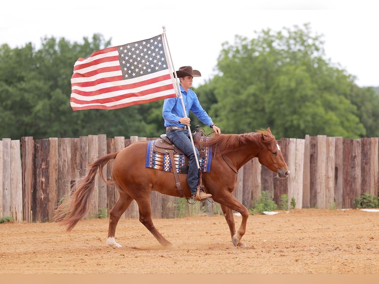 American Quarter Horse Castrone 4 Anni 155 cm Sauro ciliegia in Adair, OK