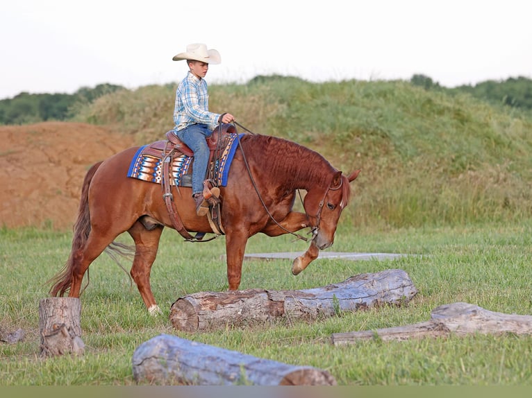 American Quarter Horse Castrone 4 Anni 155 cm Sauro ciliegia in Adair, OK