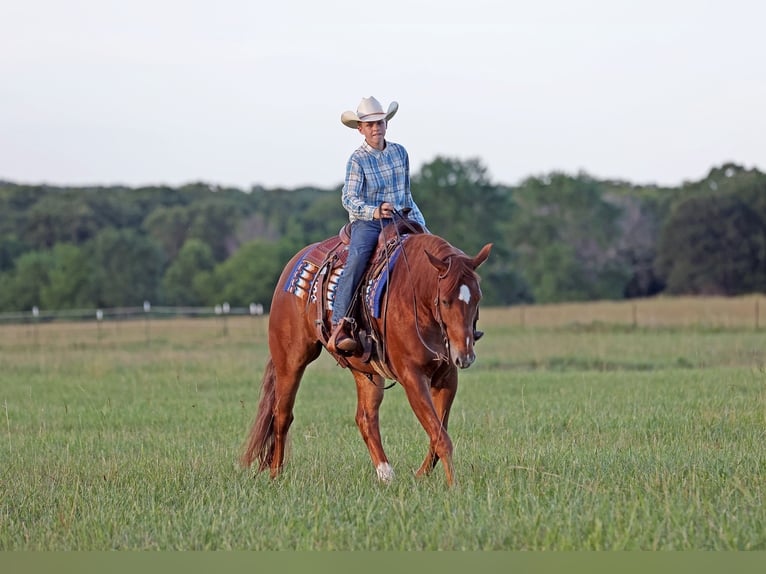 American Quarter Horse Castrone 4 Anni 155 cm Sauro ciliegia in Adair, OK